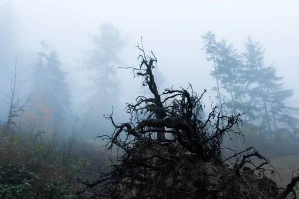Broken old and scary roots of tree in a dark foggy forest, Celadna, Beskids — Stock Photo, Image