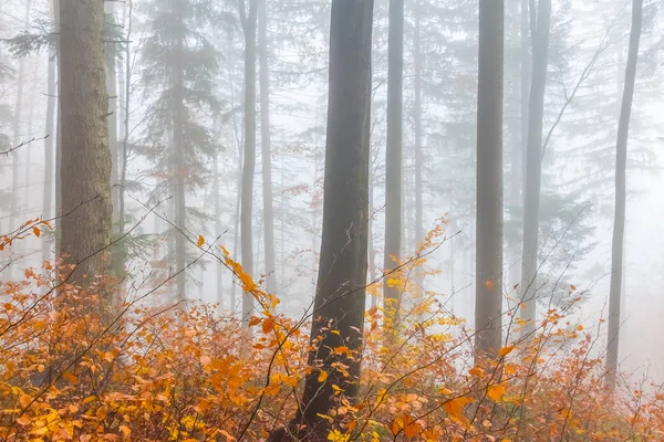 Mysterious autumn Europian Forest with dark atmosfere with fog, Czech Republic — Stock Photo, Image