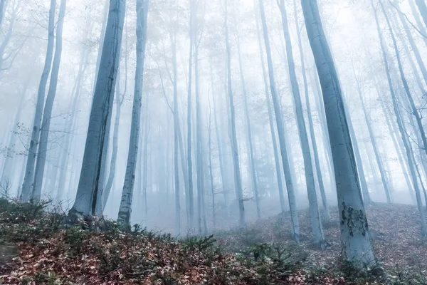 Outono misterioso Floresta Européia com atmosfera escura com nevoeiro, República Checa — Fotografia de Stock