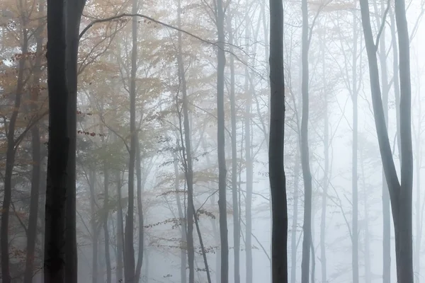 Gizemli sonbahar karanlık: atmosfere sis, Çek Cumhuriyeti ile Avrupa ormanı