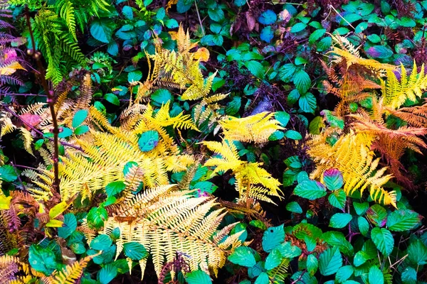 Színes juhar levelek és páfrány feküdni a fűben, háttér — Stock Fotó