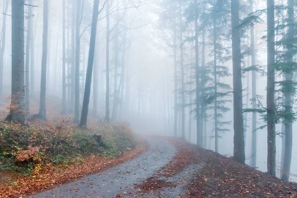 Outono misterioso Floresta Européia com atmosfera escura com nevoeiro, República Checa — Fotografia de Stock