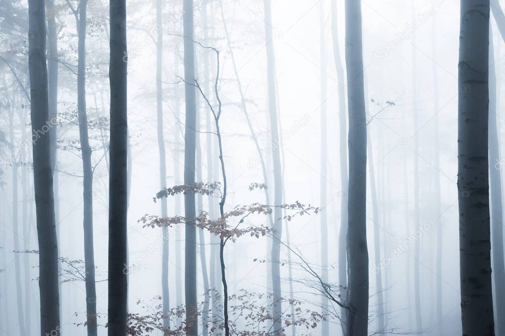 Mysterious autumn Europian Forest with dark atmosfere with fog, Czech Republic