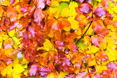 Çim arka plan, Çek Cumhuriyeti, Avrupa'nın sarı, turuncu ve kırmızı sonbahar yaprakları