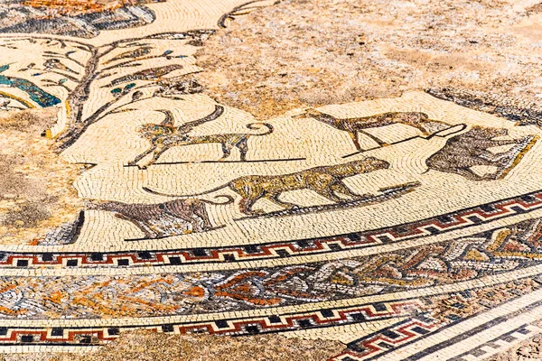Belo mosaico antigo em ruínas romanas de Volubilis, Unesco, Meknes, Marrocos — Fotografia de Stock
