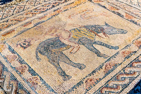 Belo mosaico antigo em ruínas romanas de Volubilis, Unesco, Meknes, Marrocos — Fotografia de Stock