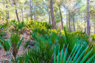 Moroccos Riff Dağları'da yürüyüş: Chefchaouen şehir, Fas, Afrika altında