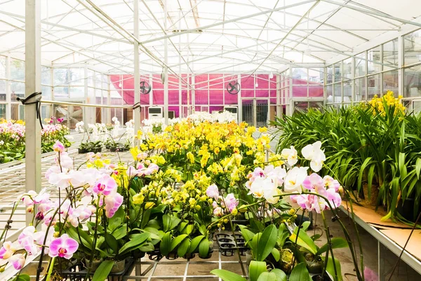 Kwitnące storczyki kolorowe w farmie orchidei, Hanoi, Wietnam — Zdjęcie stockowe