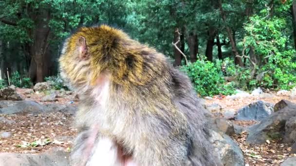 Wild monkey Barbarijse apen in Cedre bos dichtbij Azrou, Midden-Atlas, Marokko — Stockvideo