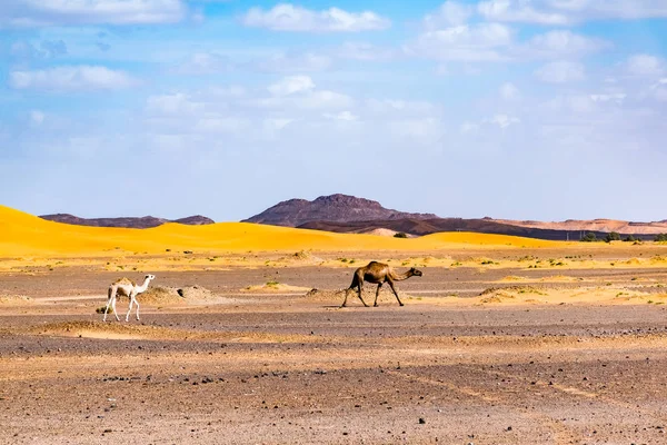 Berber człowiek wiodących karawaną wielbłądów, Merzouga, pustyni Sahara, Maroko — Zdjęcie stockowe