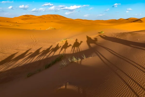 Ombres longues de caravane de chameaux, Erg Chebbi, désert du Sahara, Merzouga, Maroc — Photo