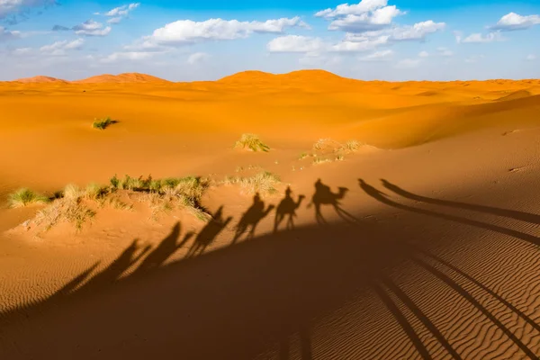 ラクダのキャラバン、Erg Chebbi サハラ砂漠、メルズーガ、モロッコの長い影 — ストック写真