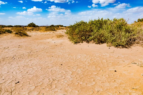 Desierto seco con pequeñas plantas verdes en el sur de Marruecos, Erg Chebbi, Marruecos — Foto de Stock