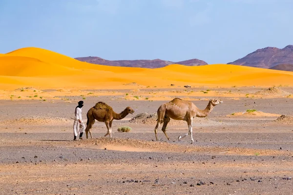 Uomo berbero leader carovana di cammelli, Merzouga, deserto del Sahara, Marocco — Foto Stock