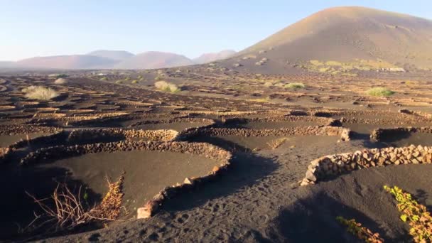 La Geria berömda vulkaniskt vingården på Lanzarote, Kanarieöarna, Spanien, 4 k film video — Stockvideo