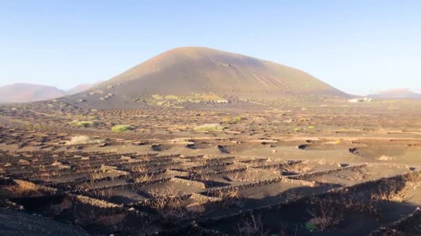 La Geria berömda vulkaniskt vingården på Lanzarote, Kanarieöarna, Spanien, 4 k film video — Stockvideo