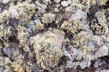 Lav taş vulcano Caldera Blanca, Lanzarote, Kanarya Adaları, İspanya yakınındaki ilginç yapı