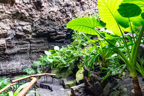 Cactus y plantas tropicales en jardín de los Jameos del Agua, Lanzarote, Islas Canarias, España —  Fotos de Stock