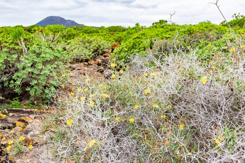 Green plants and lava field near to tourist road trail to vulcano Caldera Blanca, Lanzarote, Canary Islands, Spain