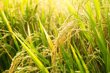 Asya 'da hasat öncesi taze pirinç bitkileri, Ubud, Bali, Endonezya