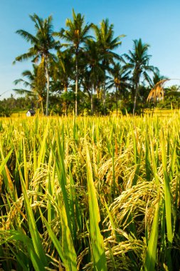Tropicla palmiyeleri ve taze altın pirinç tarlaları Ubud, Bali, Endonezya yakınlarındaki hasattan önce