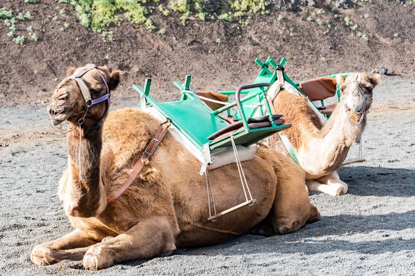 Camellos Famoso Echadero Camellos Del Parque Nacional Timanfaya Isla Volcánica —  Fotos de Stock