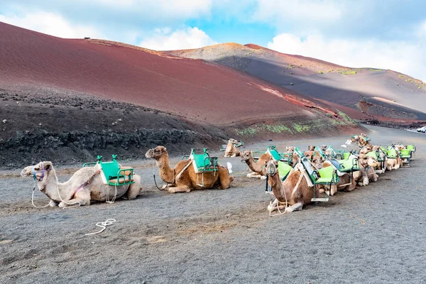 Cammelli Presso Famoso Echadero Camellos Del Parco Nazionale Timanfaya Sull — Foto Stock