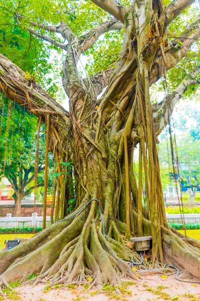Régi Hatalmas Gyönyörű Unesco Templom Irodalom Hanoi Vietnamban — Stock Fotó