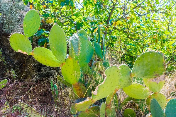 Kaktus Opuncia Mit Früchten Wilder Natur Von Marokko Afrika — Stockfoto
