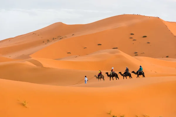 Berber Adam Önde Gelen Deve Kervan Merzouga Sahra Çölü Fas — Stok fotoğraf