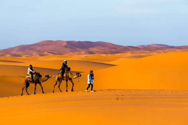 Uomo Berbero Leader Carovana Cammelli Merzouga Deserto Del Sahara Marocco — Foto Stock