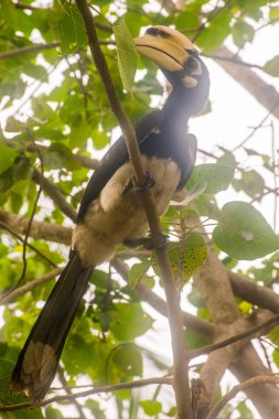 Büyük kartallar, vahşi doğada Buceros bicornis Ko Ngai, Tayland