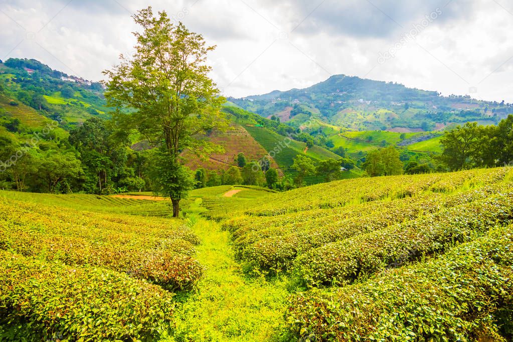 Beautiful fresh green oolong tea field plantation, Mae Salong near Chiang Rai, North of Thailand in Asia