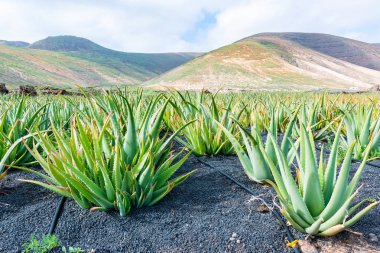 Aloe Vera alanları plantasyon Lanzarote, Kanarya Adaları, İspanya