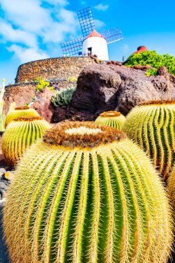 Güzel görünüm kaktüs Garden, Jardin de kaktüs Guatiza, Lanzarote, Kanarya Adaları, İspanya.