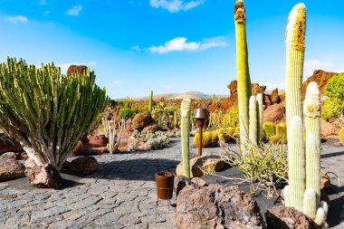 Güzel görünüm kaktüs Garden, Jardin de kaktüs Guatiza, Lanzarote, Kanarya Adaları, İspanya