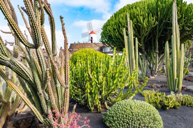 Güzel görünüm kaktüs Garden, Jardin de kaktüs Guatiza, Lanzarote, Kanarya Adaları, İspanya