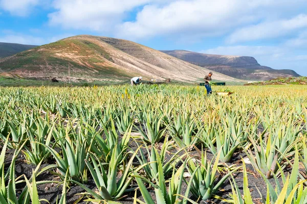 Aloe Vera alanları plantasyon Lanzarote, Kanarya Adaları, İspanya
