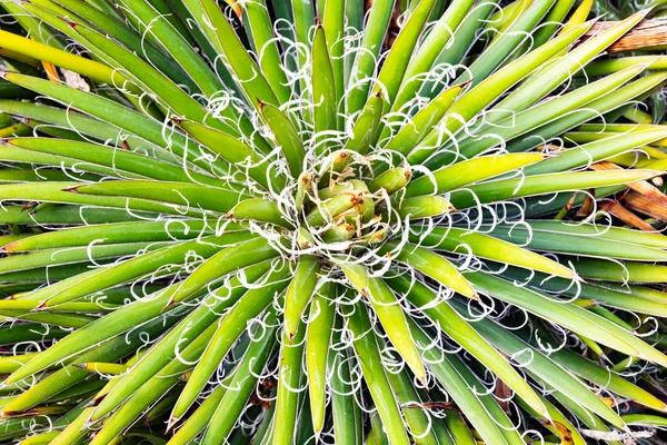 Agave close-up, green century plant at cactus garden, Lanzarote, Canary Islands, Spain