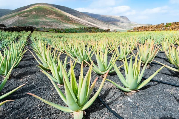 Aloe Vera alanları plantasyon Lanzarote, Kanarya Adaları, İspanya