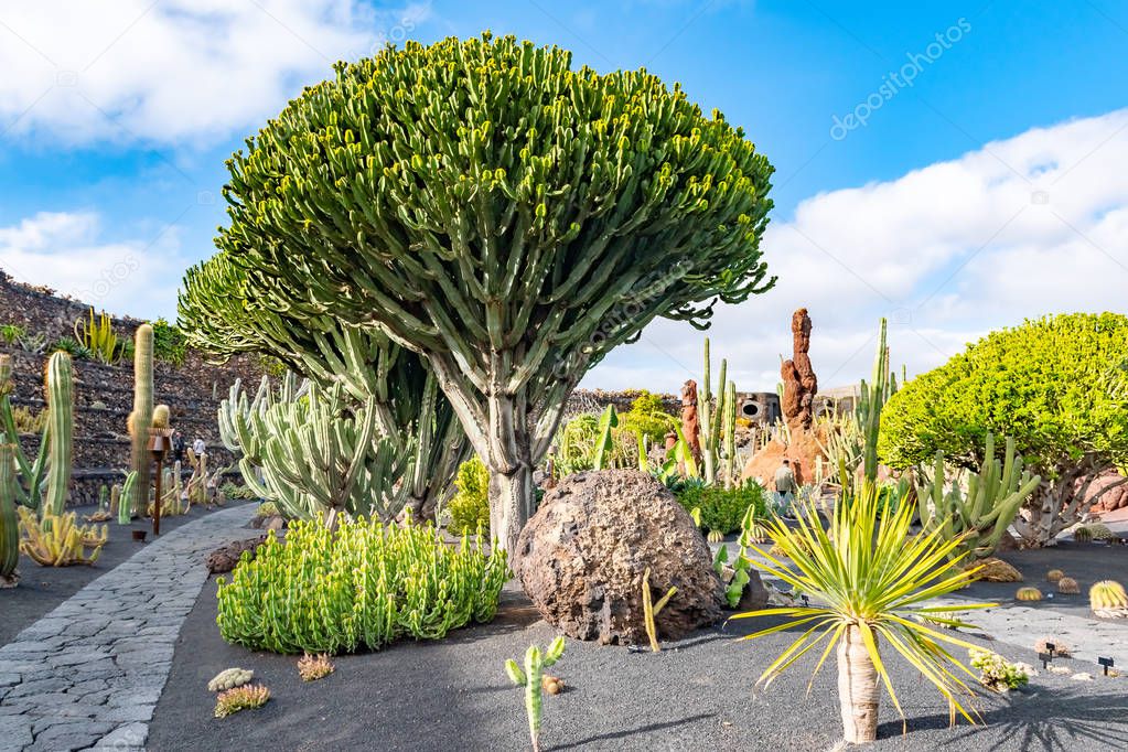 Beatiful View of cactus garden, Jardin de Cactus in Guatiza, Lanzarote, Canary Islands, Spain