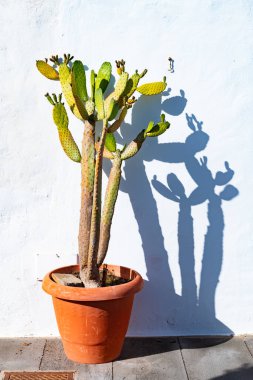 Kaktüs pot, Lanzarote, Kanarya Adaları, İspanya ile tipik beyaz ev