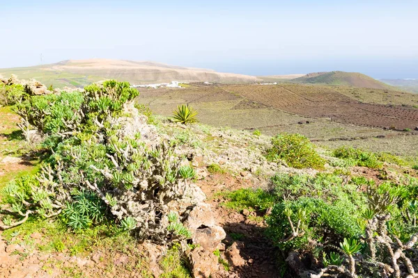 Piante Verdi Sotto Vulcano Corona Vicino Villaggio Nord Lanzarote Isole — Foto Stock