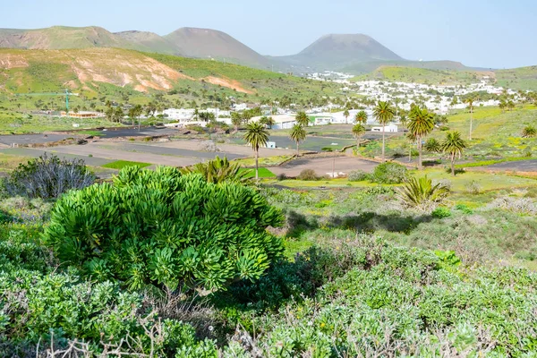 Paesaggio incredibile della valle di Haria, la valle delle mille palme, Lanzarote, Isole Canarie, Spagna — Foto Stock