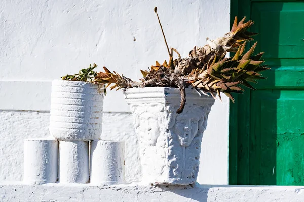 Macetas blancas con plantas suculentas en Haria, Lanzarote, Islas Canarias, España —  Fotos de Stock