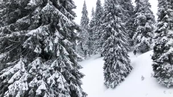 Beautiful fairytale Winter forest with falling snow, Bila Opava, Praded, Jeseniky Mountains, Czech Republic, Europe, 4k footage video — Stock Video