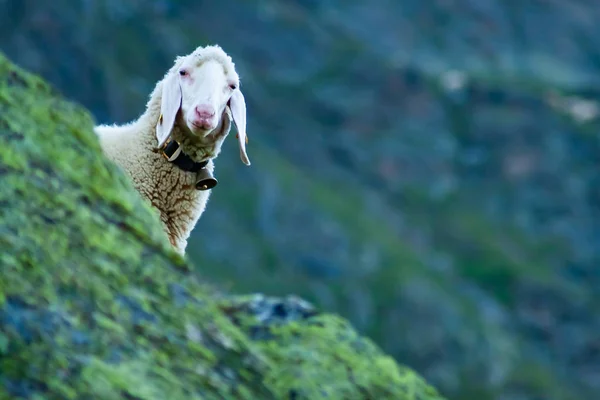 Tyrolean montanha ovelhas olhando para o espectador, Stubai Valley, Tirol, Áustria — Fotografia de Stock