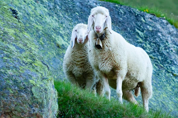 Tiroolse berg schapen kijken naar de kijker, Stubai vallei, Tirol, Oostenrijk — Stockfoto