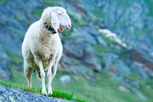 Tirol dağ görüş, Stubai Valley, Tyrol, Avusturya seyir koyun