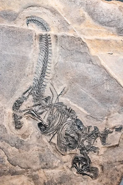 Prehistorických dinosaurů fosilních ohraničen kamennou rock — Stock fotografie